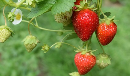 Jordgubbar